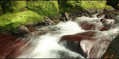 El río de los Salmos