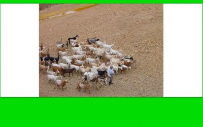 Por aquí no pasaban ovejas, son cabras, pero hay sequía