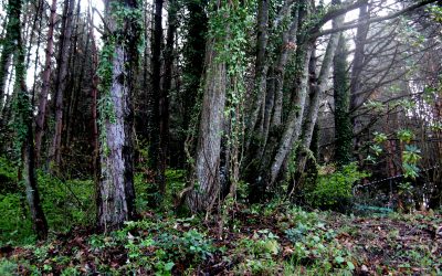 Relatos de jubilado, al filo del XVIII CG