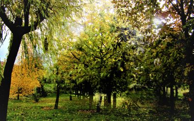 ¿Buscas este ambiente en El Espinar, incluso cuando anuncian la bajada de temperaturas?