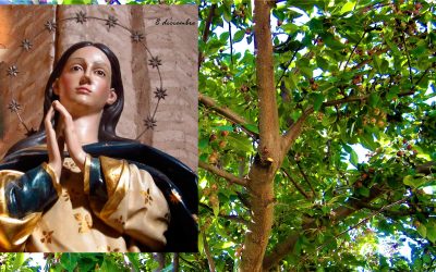 EUCARISTÍA EVD:  La Inmaculada