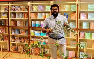 La escalera de Allan – El olivo y el acebuche